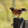 Majna obecna - Acridotheres tristis - Common Myna 0820